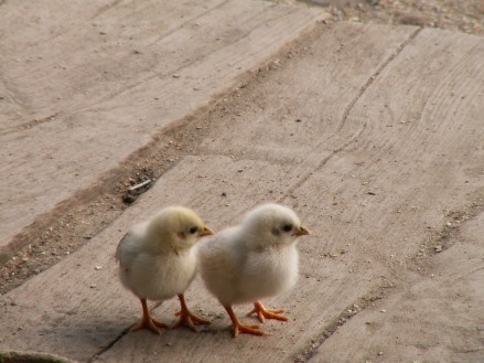 KONICA MINOLTA DIGITAL CAMERA