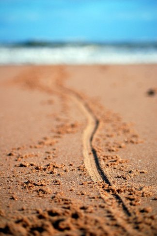 Long-line-in-the-sand