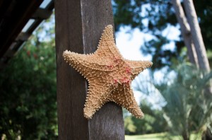 starfish-1630025