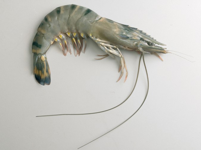 shrimp-1-1322941-1599x1199