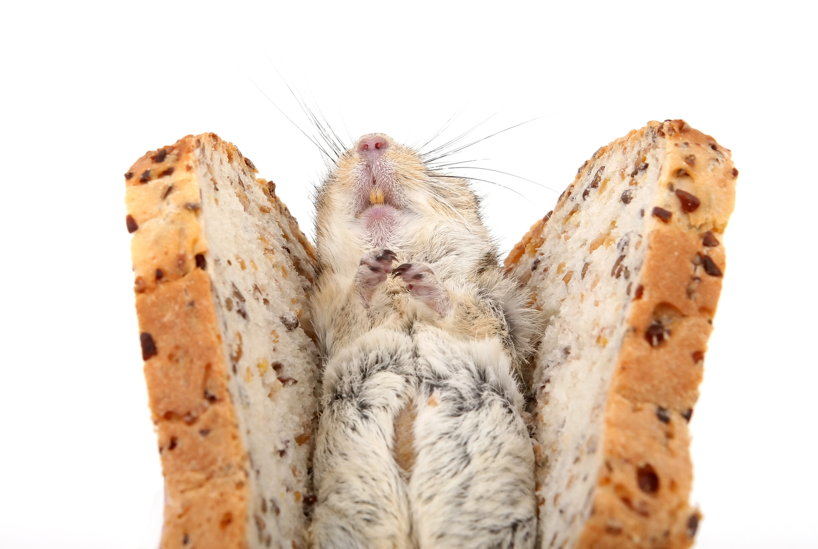Cat food concept photo - brown rodent sandwich