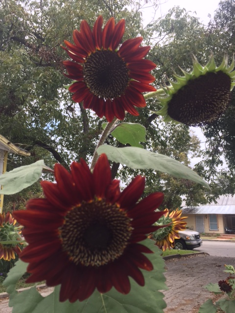 “You know, Flowers and…”