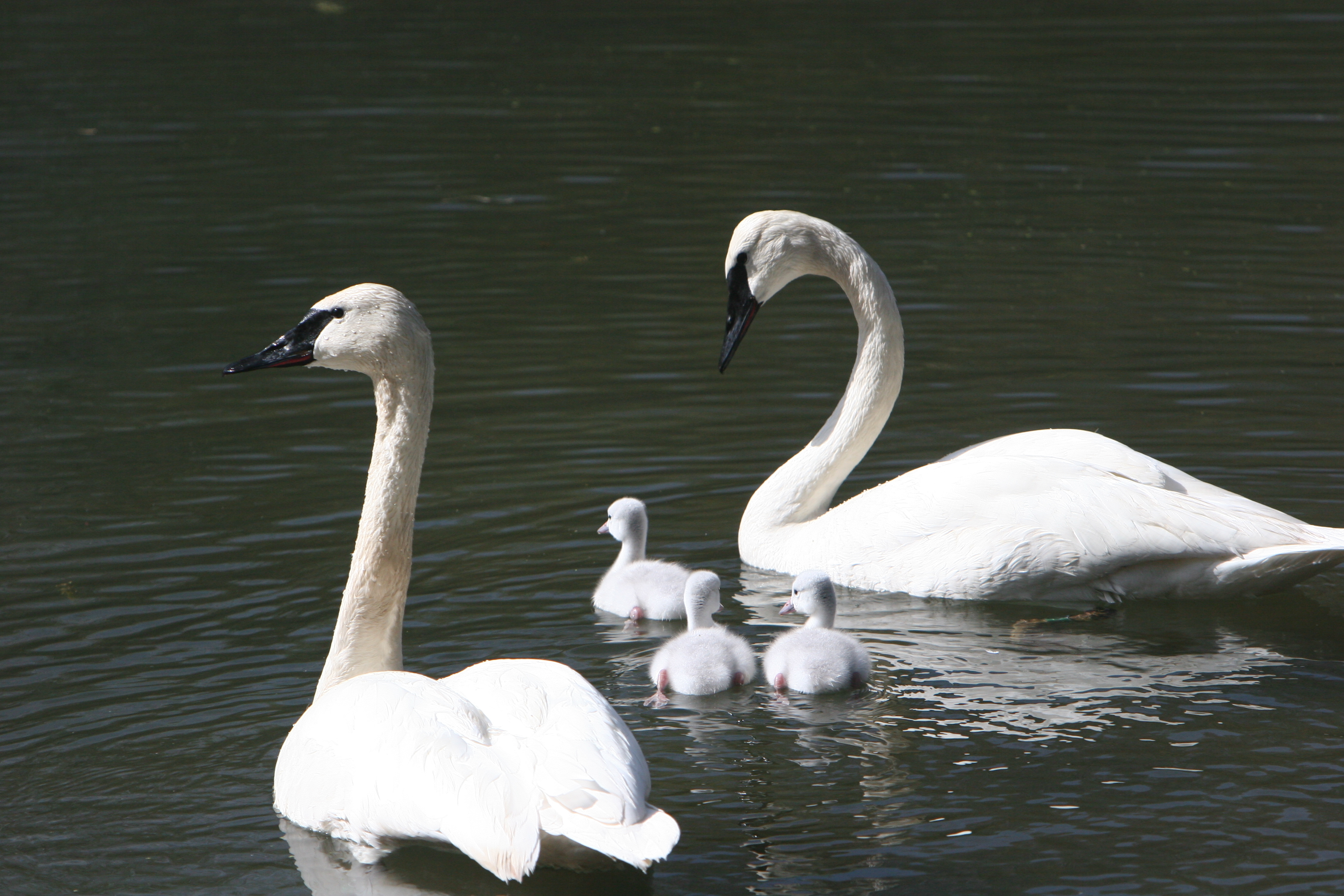 swans