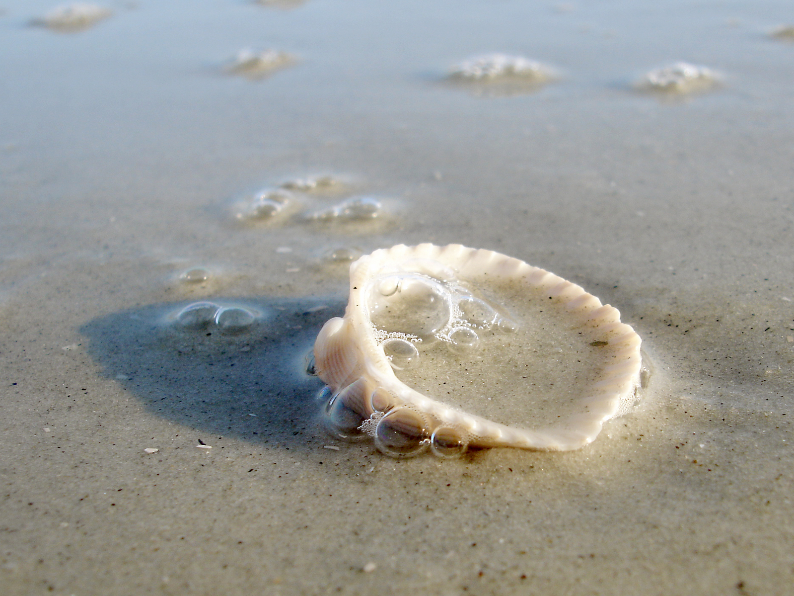 seashell-1548600-1599x1198