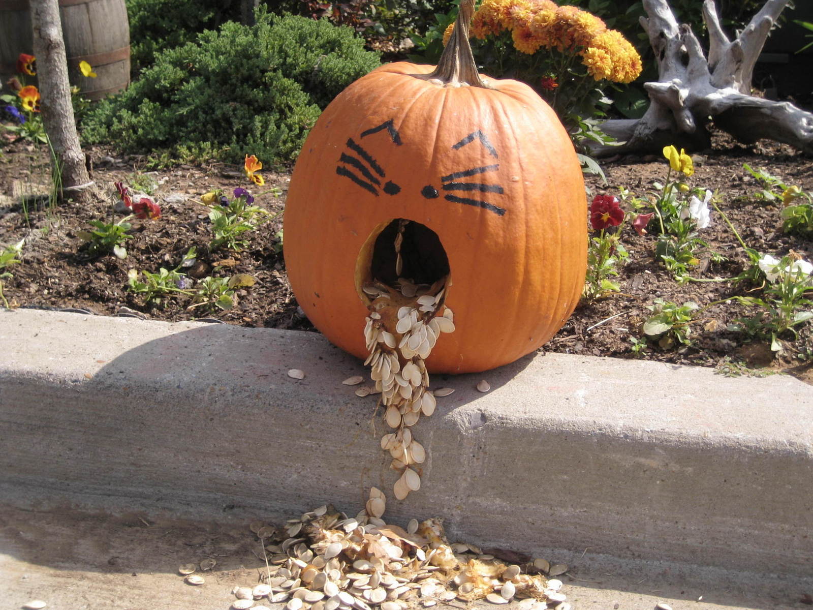 puking-pumpkin-1-1320521-1600x1200
