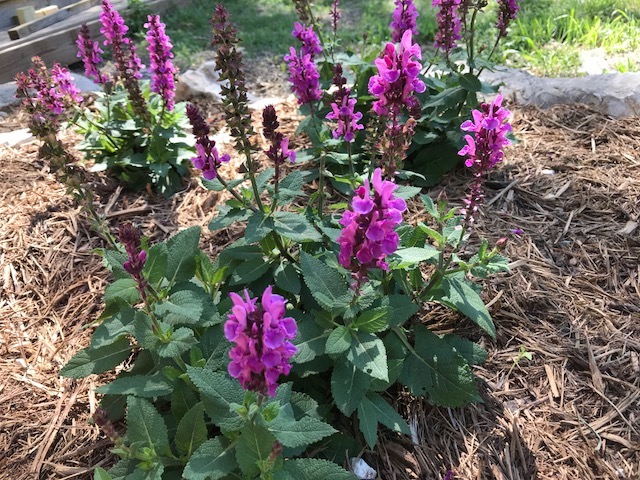 may night salvia