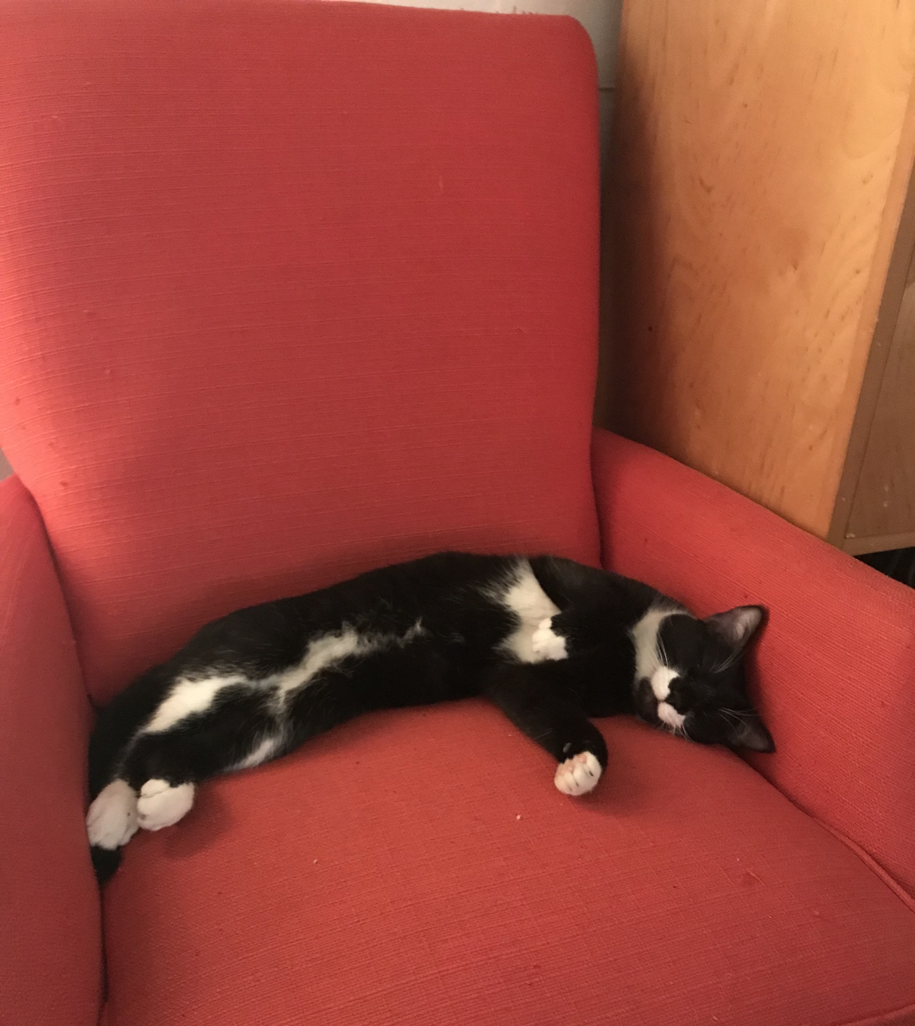 A Cat Update and Things and Thoughts