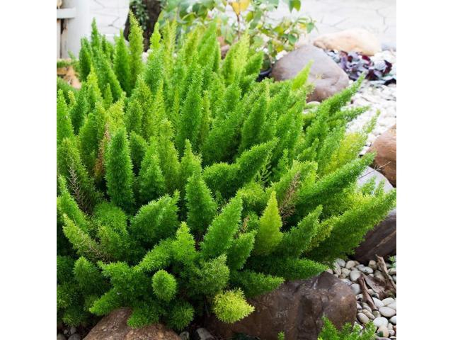 A93A_1_20190328862536459