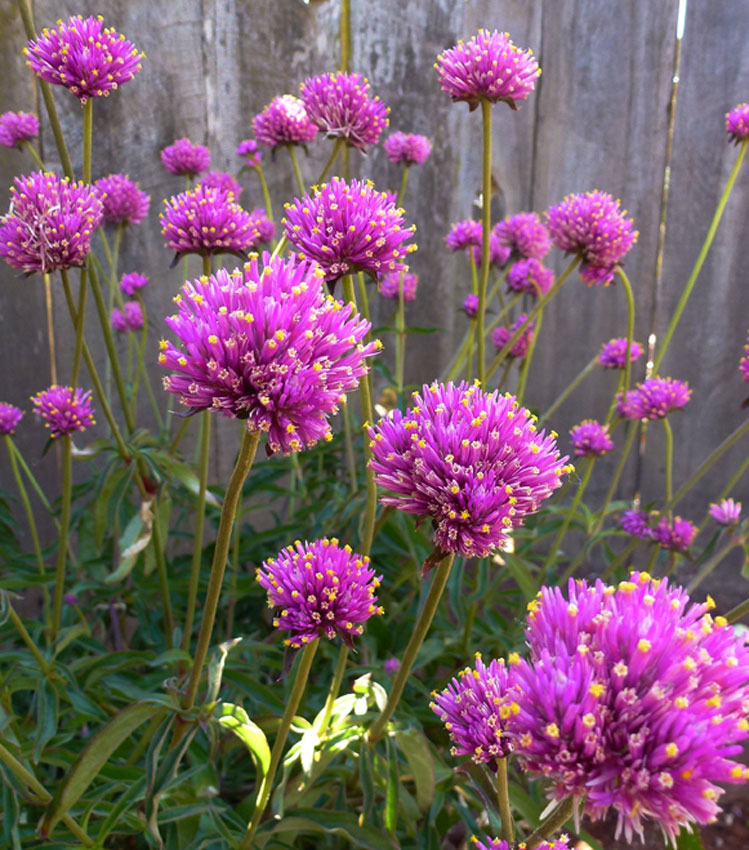gomphrena_globosa_fireworks02