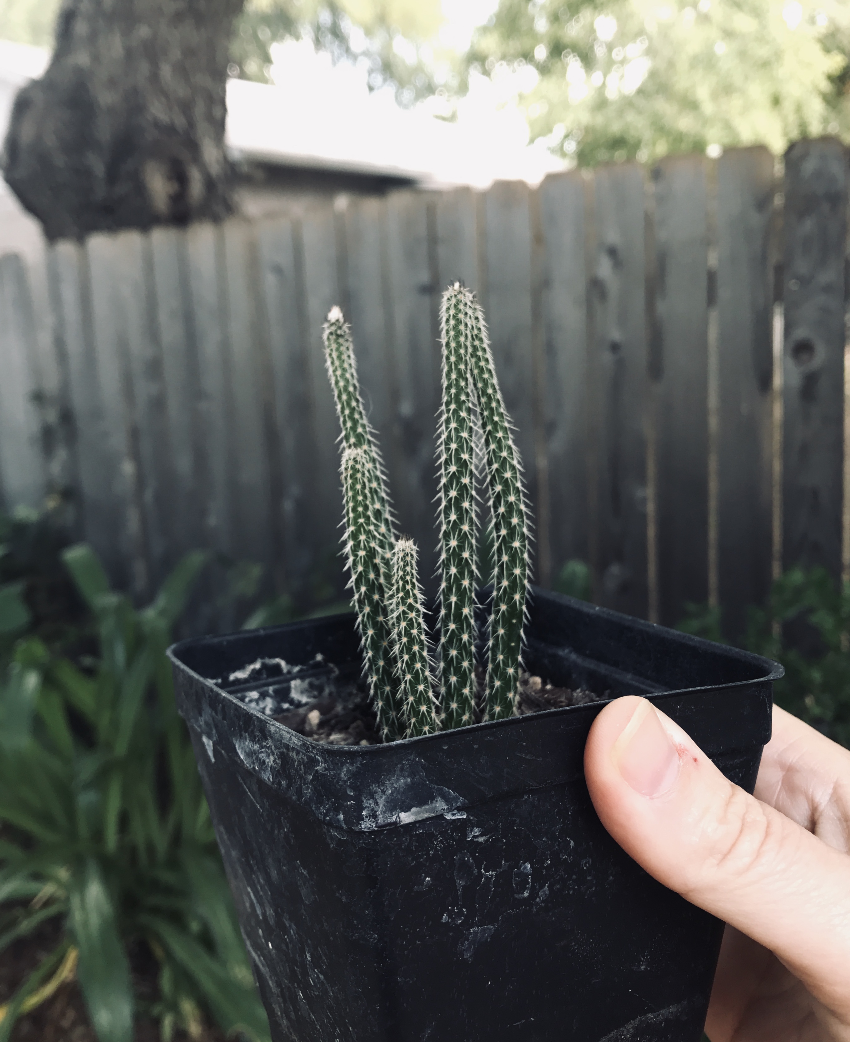 Glass, Cactus, and Chlorine